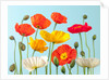 Multicoloured Poppies and buds by Assaf Frank